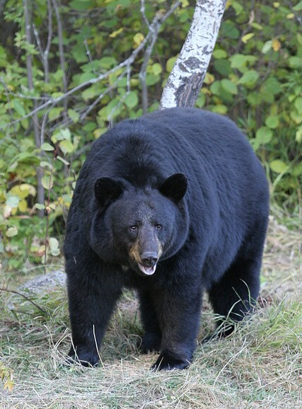 熊に襲われ、右目失明　「クマ駆除反対」の声も